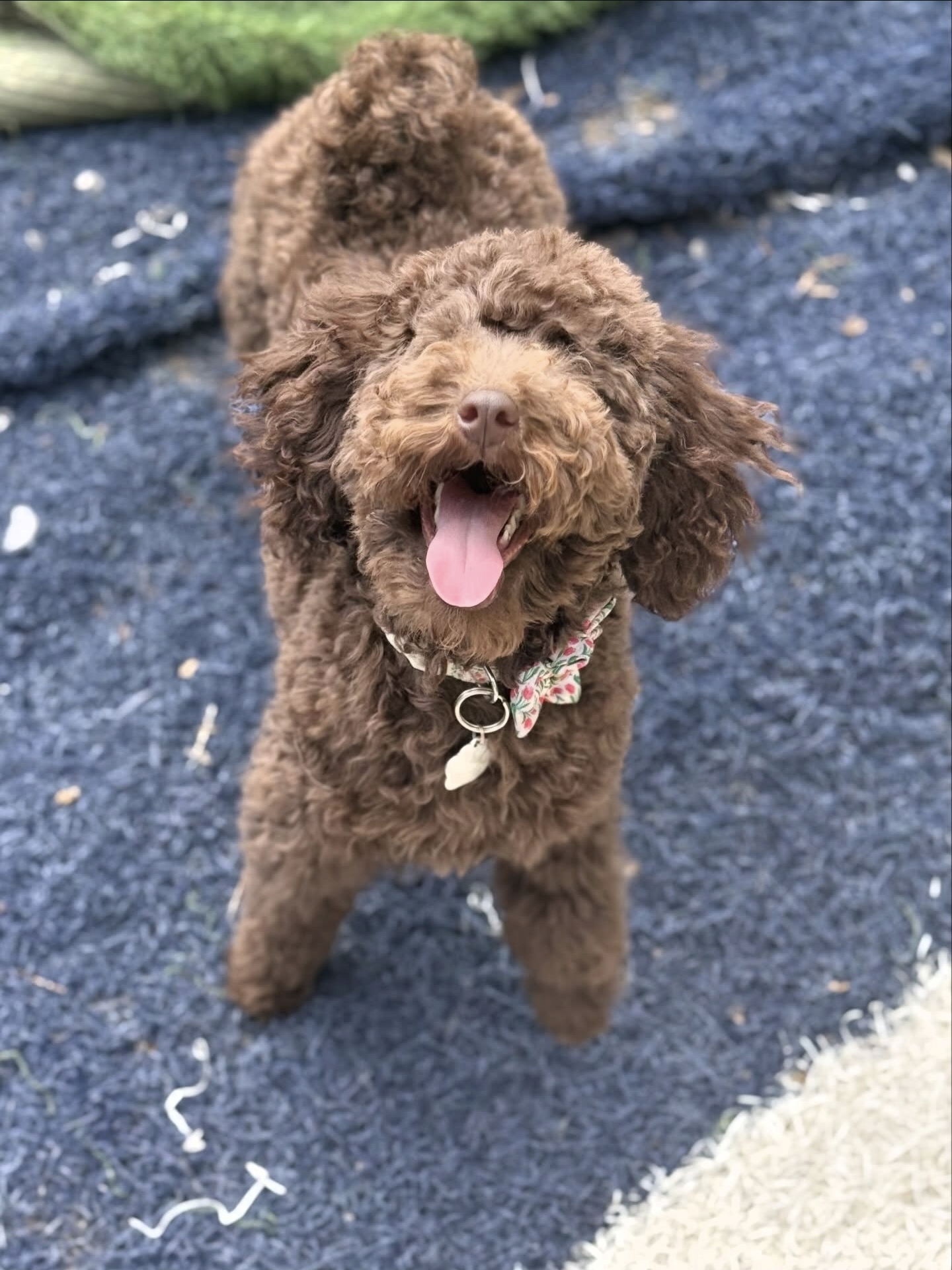 Nora, the miniature poodle